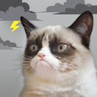 Grumpy Cat Weather