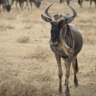 Wildebeest sounds