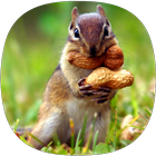 Squirrel Sounds