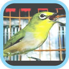 Masteran Kicau Pleci Mp3