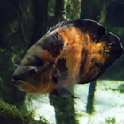Wallpapers Oscar Fish