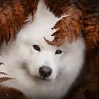 Samoyed Dog Wallpapers