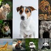 Click The Animals