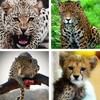 Cheetah Wallpapers: HD Images, Free Pics download