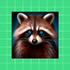 Raccoon Wallpapers