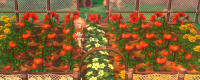 "Rain Story Come on! Introduction to the characteristics of the whole crop of the game "Future of Wind"