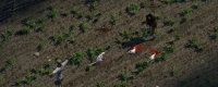 "Sword Coast Journey" game launch time introduction