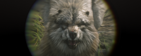 Share hunting skills in "Red Dead Redemption 2"