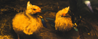 Introduction to how to obtain ingredients in Monster Hunter: The Wilderness