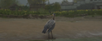 Introduction to the location of the Heron ink painting in 