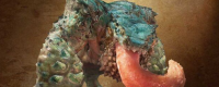 Introduction to the reason why the frog's jaw cannot be killed in 