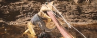 How many Luojiaxiangvines are there in "Black Myth: Wukong"