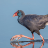 Purple Swamphen Sounds