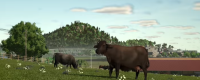 Introduction to grape planting and harvest time in "Farming Simulator 25"
