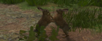 Introduction to the location of the hare pet in Assassin's Creed: Shadow