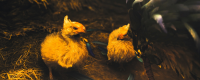 Introduction to the method of catching monsters in Monster Hunter: The Wilderness