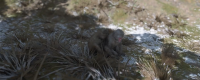 Introduction to the location of macaque macaque hair and ink painting 