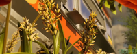 Introduction to the location of "Survival in Confinement 2" Grass Seeds