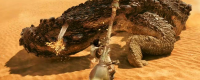 Introduction to the operation of concentrated aiming of insect sticks in "Monster Hunter: The Wilderness"