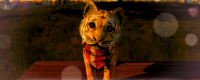 Introduction to the method of obtaining all animals in "Royal 8"