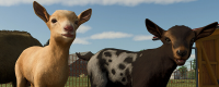Introduction to how to grow potatoes in "Farming Simulator 25"