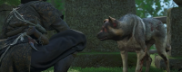 Introduction to how to obtain pets from Assassin's Creed: Shadow