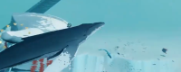 Sharing of the strategy of the Humpback Whale Rider Trophy Achievement of "Sea Sword"