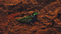 Where to find ember rufflizards in Monster Hunter Wilds