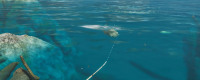 Introduction to the specific location of Dazhen Bass in Monster Hunter: The Wilderness