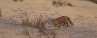 Introduction to the location of the red fox ink painting in the snow on 
