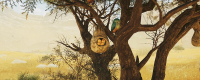 Introduction to the method of obtaining all specialties in Monster Hunter: The Wilderness