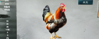 Share the skills of playing cockfighting in "Heroes: The Three Kingdoms"