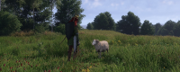 Introduction to the location of elderbera leaves in "God of Heaven: Save 2"